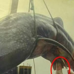 Foto mostra o p�nis de uma baleia azul!