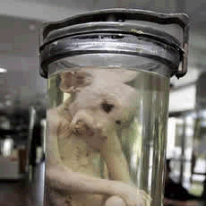 Museu exibe o cadaver do macaco que veio de Marte!
