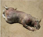 Montauk Monster - monstro encontrado na praia impressiona internautas!