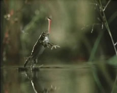 Video mostra um inseto carregando um sapo!