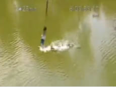 Crocodilo