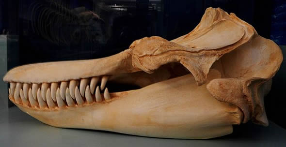 Esqueleto de orca (fotoReprodução/Wikipédia)