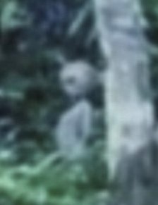 Alien filmed in Brazil rainforest - Verdadeiro ou falso?