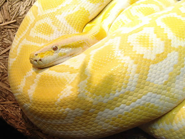 Cobra chamada erroneamente de “albina” nasceu, na verdade, com amelanismo. (Foto: Reprodução/Wikipédia)