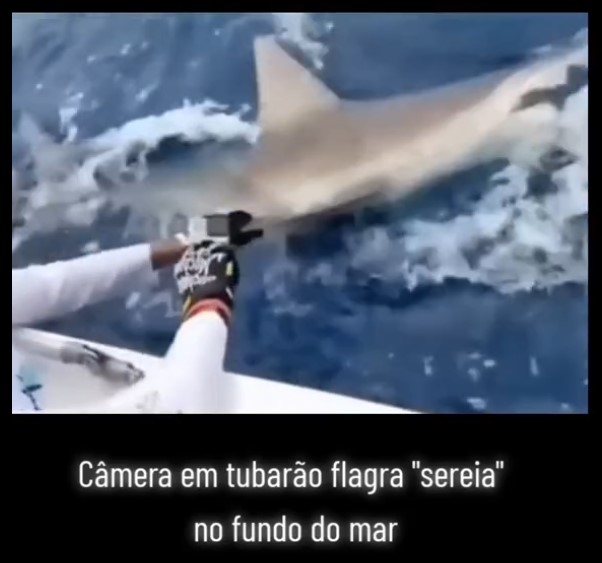Tubarão com GoPro preso na nadadeira flagra sereia! Será verdade?