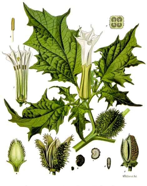 Datura_stramonium