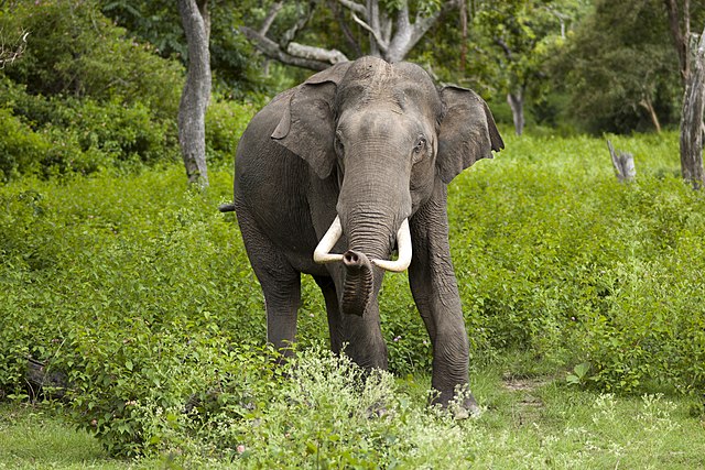 É verdade que um elefante matou uma mulher e depois voltou a ataca-la em seu funeral?