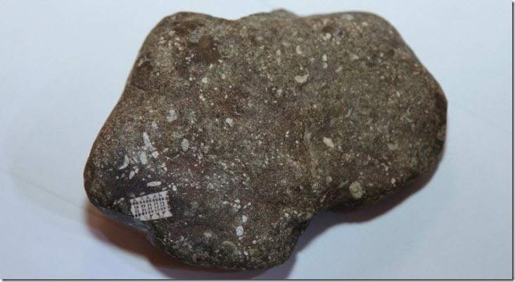 Microchip era apenas um fóssil de um lírio do mar!