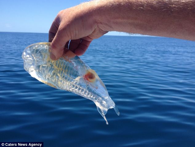 Pescador exibe um peixe transparente! Será verdade? (foto: Reprodução)