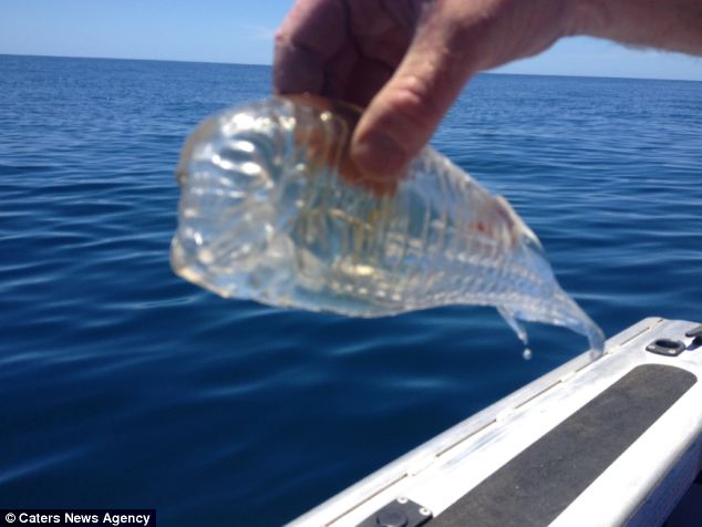 Pescador se assusta ao capturar um peixe transparente!