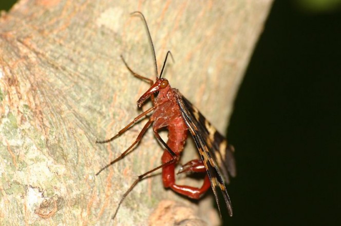 Scorpionfly2