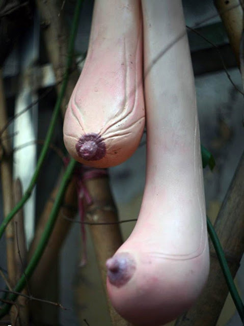 Abóboras do Vietnam em forma de seio! Verdadeiro ou falso? (fotos: Reprodução)
