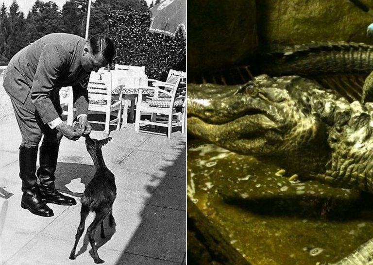 Será verdade que Hitler teve um crocodilo de estimação chamado Saturno?