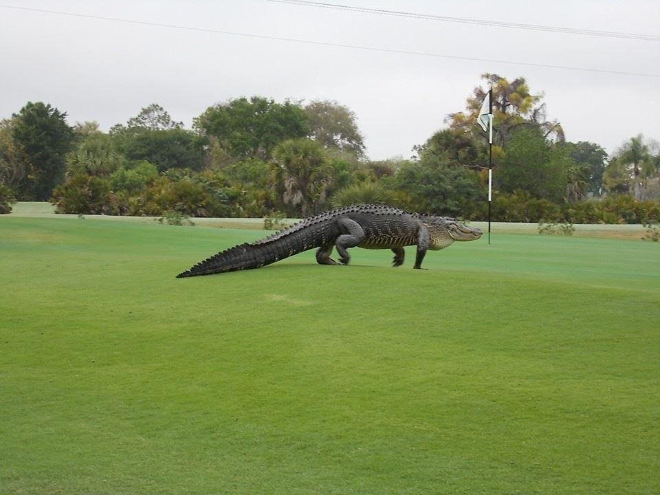 Jacaré avistado em um Campo de Golf em Englewood, Florida março 2015 / Reprodução