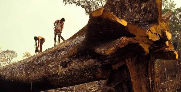 Madeireiros serram a árvore mais velha do mundo na Amazônia!