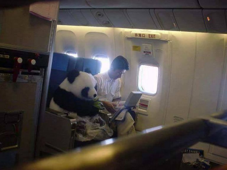 Será verdade que um panda viajou sentado numa poltrona de avião?