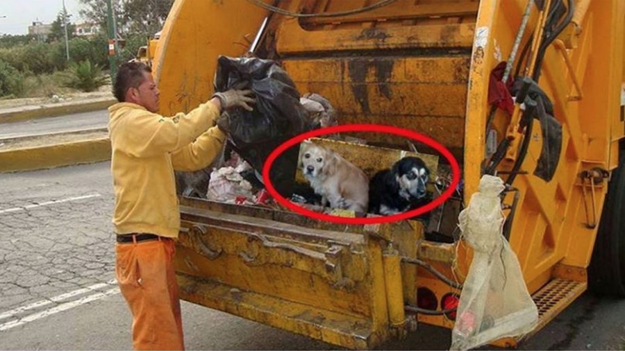 Lixeiros estariam jogando cães ainda vivos nos caminhões de lixo no México! Será? (Foto: reprodução/Facebook)