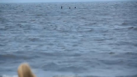 Estranho animal marinho avistado em uma praia na Inglaterra! Verdadeiro ou falso? (foto: Reprodução/YouTube)