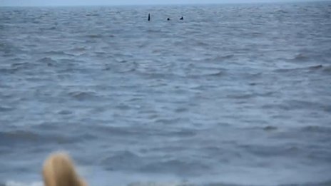 Monstro marinho avistado na praia de Skegness é real?