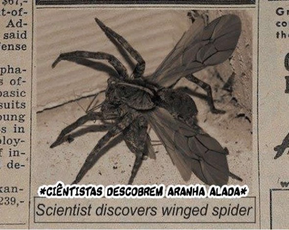 Cientistas descobrem aranha alada!