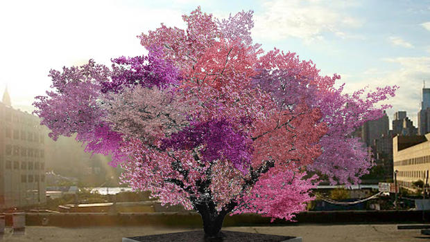 Uma árvore que dá 40 tipos de frutas! Será? (foto: Reprodução/Facebook)