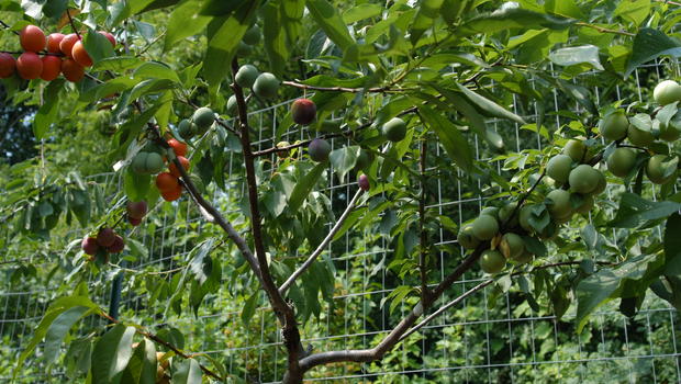 Plantas com variedades de frutas desenvolvidas por Aken! (foto: divulgação)
