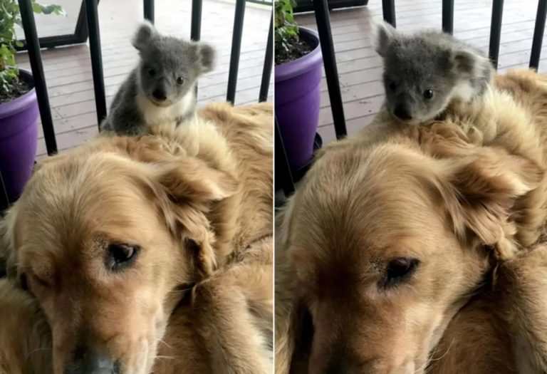 Um cachorro salvou recentemente a vida de um bebê coala na Austrália?