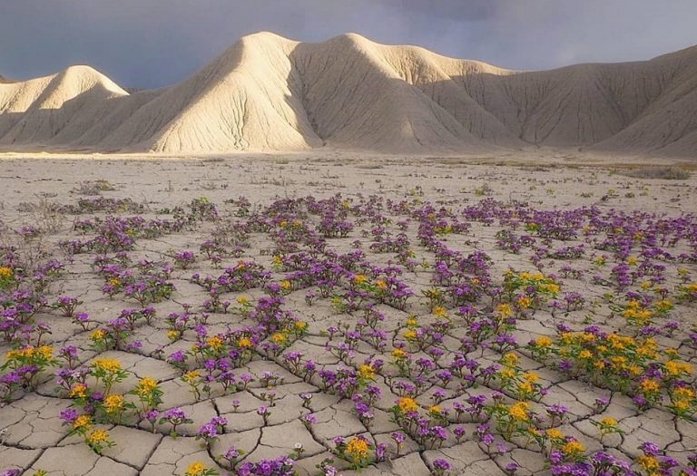 Foto mostra uma área do deserto do Atacama repleta de flores?