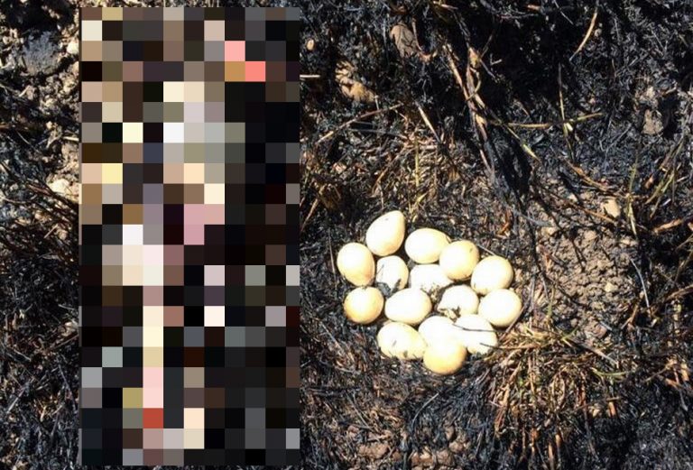 Foto mostra uma ave que tentou proteger o ninho das queimadas no Pantanal?