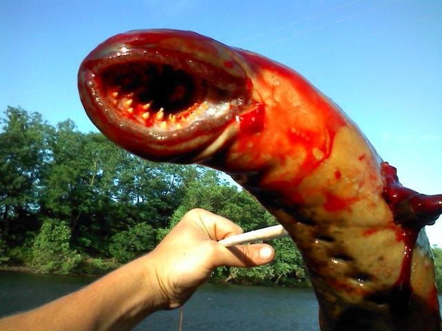 Monstro do mar é encontrado em Nova Jersey