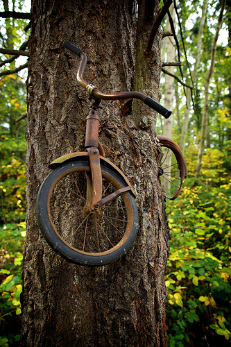 Árvore engole bicicleta de um soldado em 1914!