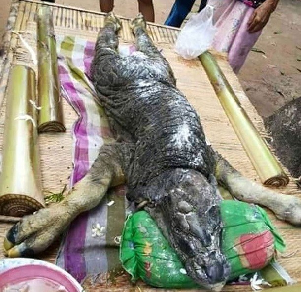 Criatura metade búfalo metade crocodilo foi capturada na Tailândia! Será? (foto: Reprodução/Facebook)