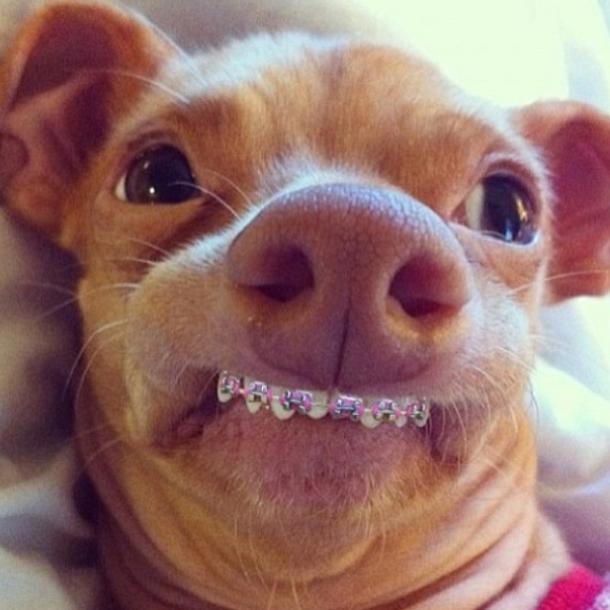 Cachorro de aparelhos nos dentes!! Verdadeiro ou falso? (foto: Reprodução/Facebook)