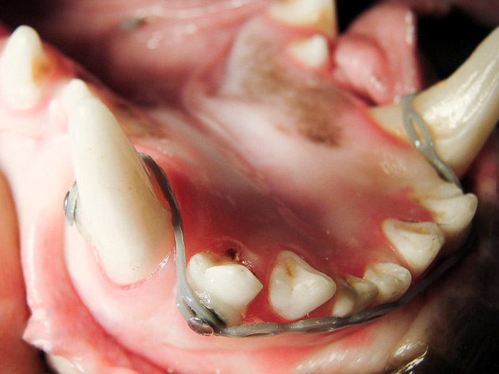 Aparelho dentário ajuda a corrigir problemas na mordedura dos animais de estimação! (foto: Divulgação/R7)