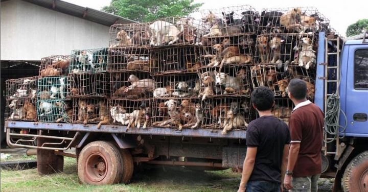 Caminhão cheio de cachorros que estariam sendo vendidos em Santos!