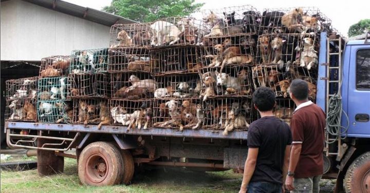 Ambulantes em Santos vendem cães para consumo coreano!