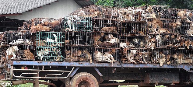 Cachorros apreendidos na Tailândia!