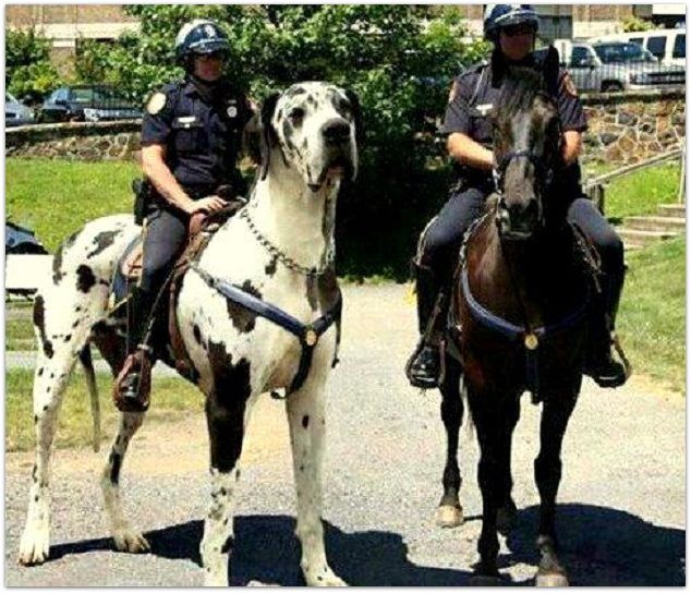 Policial montado em um cachorro do tamanho de um cavalo?