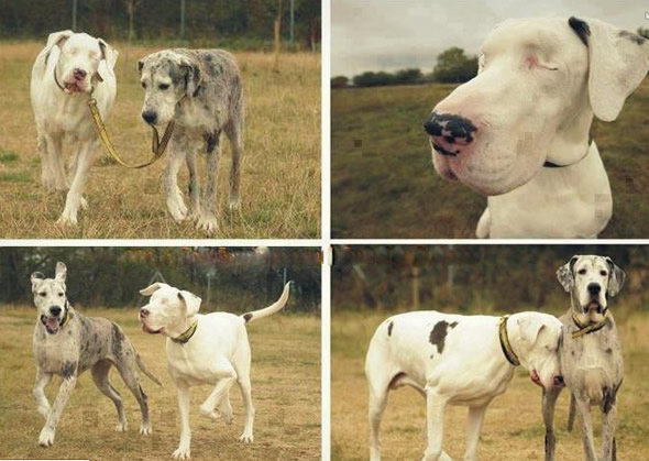 Cachorro cego e seu cão-guia!