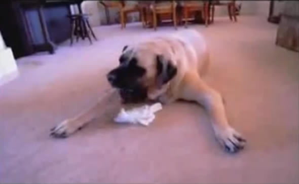 Vídeo mostra enorme Mastiff comendo um Chihuahua!