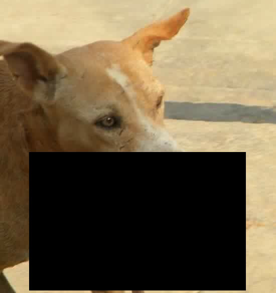 Cachorro carrega feto na boca! Será verdade?