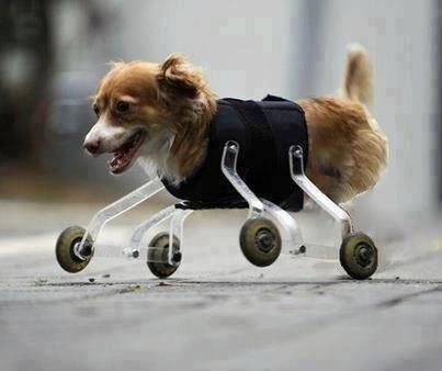 Cachorro sem as patas usando prótese com rodinhas! Verdadeiro ou falso? (foto: Reprodução/Twitter) 