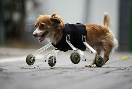 Imagem original do cachorro com as patas traseiras. (foto: Reprodução/Reuters)