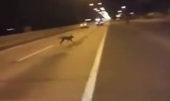 Vídeo mostra um cachorro se teletransportando para escapar de um atropelamento! (foto: Reprodução/YouTube)