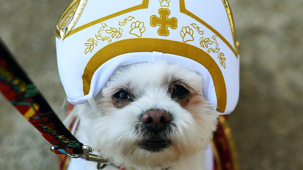 O papa Francisco teria dito que os cachorros vão para o céu! Verdadeiro ou falso? (foto: Reprodução)