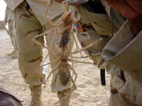 Aranha Camelo – A mais perigosa aranha do mundo!