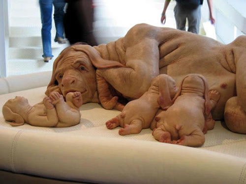 Foto mostra família de cães com feições humanas!