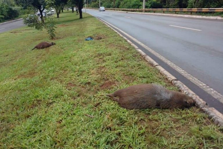 Três capivaras foram mortas a tiros no Lago Sul, Distrito Federal?