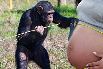 Garota teria engravidado de um chimpanzé e revoluciona a ciência! Será?
