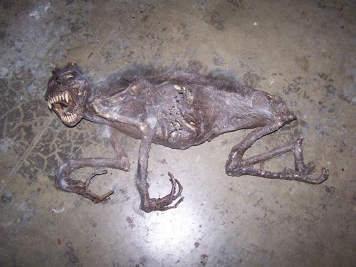 Restos mortais de um chupacabras finalmente encontrado! Verdadeiro ou falso? (foto: Reprodução)